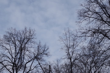 Fototapeta na wymiar Trees and sky