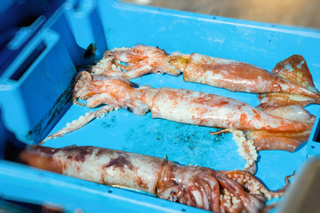Blue plastic containers with catch of squids, kalmar, sea delicacies. Fish auction for wholesalers and restaurants. Blanes, Spain, Costa Brava. Summer fishing at pier in port Blanes © Александр Чернышов