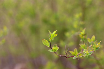 Blossoming leaf on a branch of a bush. Spring nature. Nature wakes up.