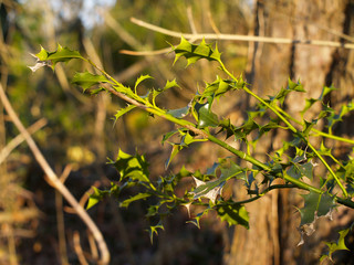 Holly plant in the sun