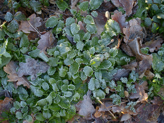 frost on leaves