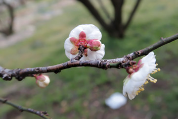 Flowers of the Plum of the Early Spring