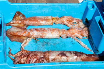 Blue plastic containers with catch of squids, kalmar, sea delicacies. Fish auction for wholesalers and restaurants. Blanes, Spain, Costa Brava. Summer fishing at pier in port Blanes © Александр Чернышов