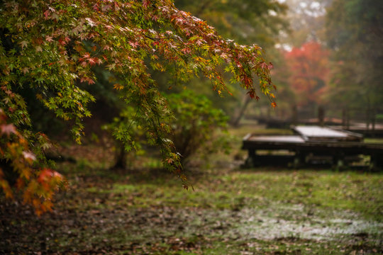 After a rain shower