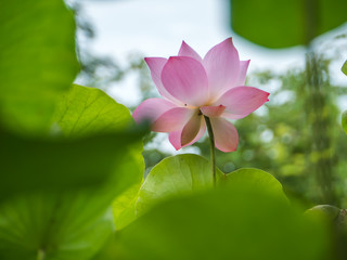 Pink water lily in natural park