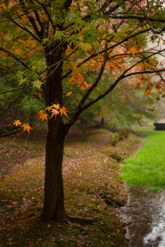Beautiful tree with different coloured leaves