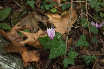 lone pink cyclamen flower