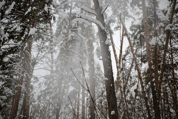 Types of winter the taiga