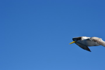 albatros flying across the sky