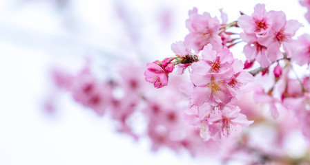 Fototapeta na wymiar Beautiful cherry blossoms sakura tree bloom in spring in the park, copy space, close up.