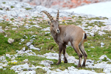koziorożec alpejski (Capra ibex) w masywie Dachstein