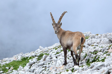 koziorożec alpejski (Capra ibex) w masywie Dachstein