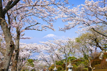 富士山と満開の桜、静岡県御殿場市平和公園にて