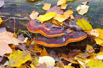 Rotrandiger Baumschwamm, Fomitopsis pinicola -  red belt conk or Fomitopsis pinicola in forest