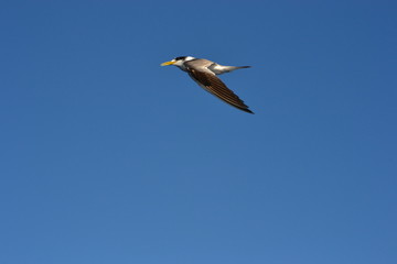 albatros flying across the sky over the sea
