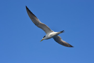 albatros gliding across the sky