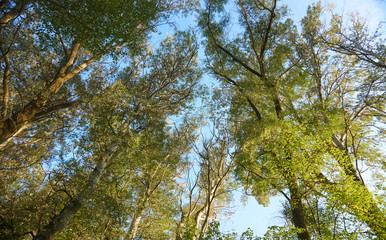 trees in the forest