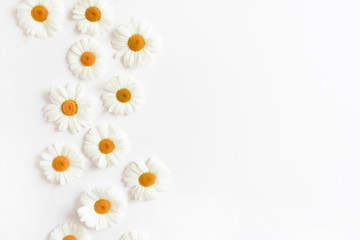 White chamomile flowers 