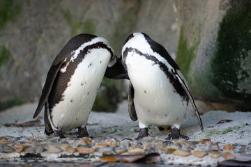 A pair of African Penguins preening each other 