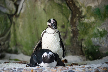 A pair of African Penguins