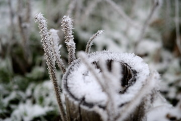 Baumstumpf mit Eisrand in gefrorener Schneelandschaft. Weißes Eis auf 3 Pflanzen, Bäumen und...