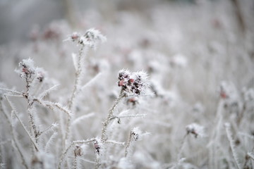 Rote Beeren in gefrorener Schneelandschaft. Weißes Eis auf Pflanzen, Bäumen und Büschen. Heller bokeh Hintergrund.