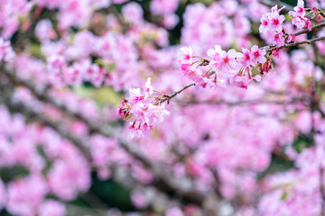 Beautiful cherry blossoms sakura tree bloom in spring in the park, copy space, close up.