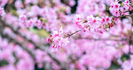 Beautiful cherry blossoms sakura tree bloom in spring in the park, copy space, close up.