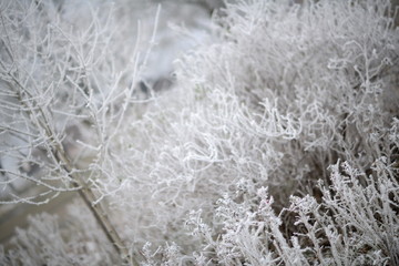 Gefrorene Schneelandschaft im November als Kalenderbild. Weißes Eis auf Pflanzen, Bäumen und...
