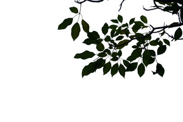 Fototapeta premium Tropical tree leaves with branches on white isolated background for green foliage backdrop 
