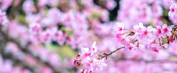 Beautiful cherry blossoms sakura tree bloom in spring in the park, copy space, close up.