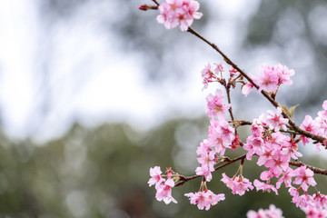 Beautiful cherry blossoms sakura tree bloom in spring in the park, copy space, close up.