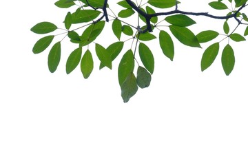 Obraz premium Tropical tree leaves with branches on white isolated background for green foliage backdrop 