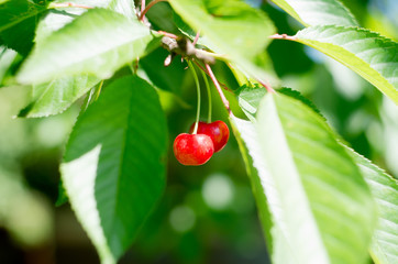 ripe red cherries on the tree