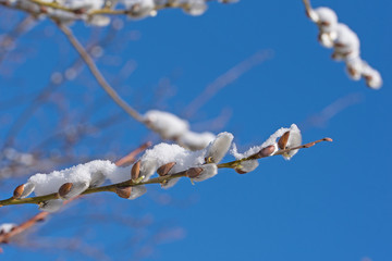 Blühende Weidenkätzchen,Salix, mit Schneedecke