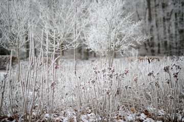 Gefrorene Schneelandschaft ohne Text. Weißes Eis auf Pflanzen, Bäumen und Büschen. Heller bokeh Hintergrund.