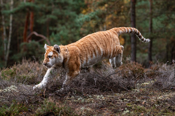 A Male Bengal Tiger marking his territory.Image taken during a safari at Bandhavgarh national park in the state of Madhya Pradesh in India.Scientific name- Panthera Tigris