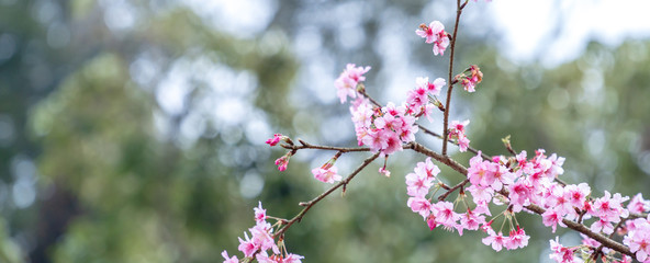 Beautiful cherry blossoms sakura tree bloom in spring in the park, copy space, close up.