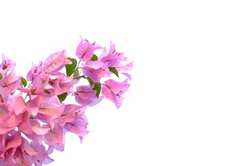 Fototapeta na wymiar A bunch of sweet pink bougainvillea flower blossom with leaves on white isolated background 