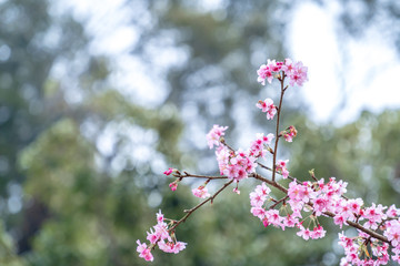 Beautiful cherry blossoms sakura tree bloom in spring in the park, copy space, close up.