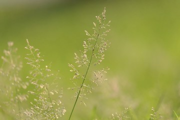 Wild grass flower blossom in a garden with green nature background and warm light