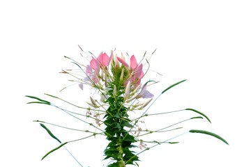 Sweet pink spider flower blossom in botanical garden on white isolated background 
