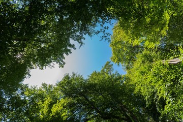 Blue Sky and Trees in a Forest