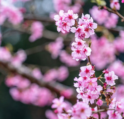 Beautiful cherry blossoms sakura tree bloom in spring in the park, copy space, close up.