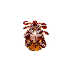 Encephalitis Virus or Lyme Disease Infected Dermacentor Tick Arachnid Insect Pest Isolated on White Background