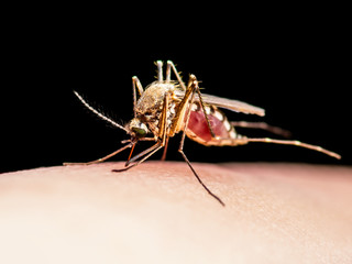 Yellow Fever, Malaria or Zika Virus Infected Mosquito Insect Bite Isolated on Black Background