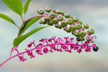 Phytolacca floweror arborea turkish grapes
