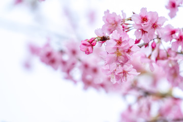 Beautiful cherry blossoms sakura tree bloom in spring in the park, copy space, close up.