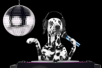 Dalmatian dog singing with microphone a karaoke song in a night club -- isolated on black