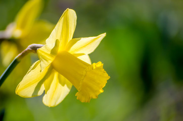 yellow daffodil on green background